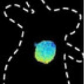小鼠肿瘤部位实时pH检测(Angew. Chem. Int. Ed,2021,60(10),5091-5095)