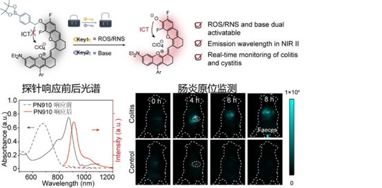 ROS/RNS和碱性双重激活的近红外二区部花菁荧光分子探针用于活体生物传感