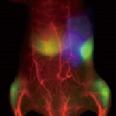 小鼠全身血管、骨骼和脏器多重成像(Anal. Chem. 2022, 94,3661-3668)