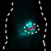 小鼠结肠炎荧光成像(Angew.Chem. Int. Ed, 2021, 6026337-26341)